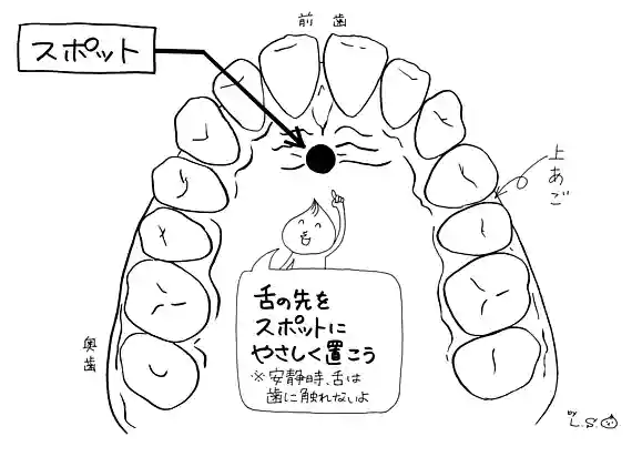 舌先を置く場所「スポット」