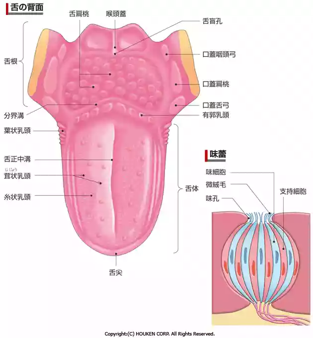舌の背面